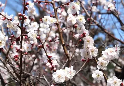Breathtaking White Plum Blossoms: Spring's Gentle Embrace