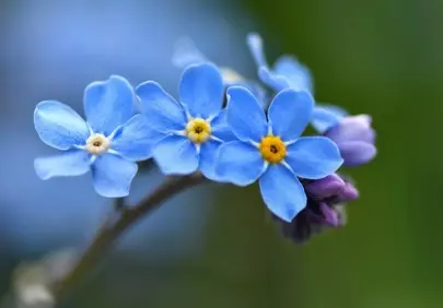 Stunning Blue Forget-Me-Nots: A Delicate Macro View