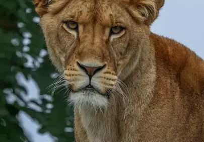 Majestic Lioness Gaze: A Striking Wild Cat Portrait
