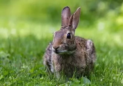 Charming Wild Rabbit: Spring's Innocent Gaze in Green Grass