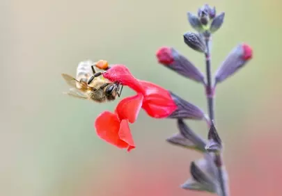Vibrant Macro: Busy Bee Foraging on Red Blossom
