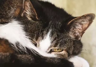 Captivating Gaze: Young Cat's Serene Nap