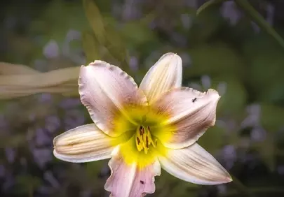 Delicate Lily Bloom: A Macro Symphony of Summer Hues