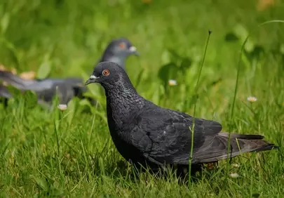 Urban Serenity: Pigeon Foraging in Lush Spring Grass