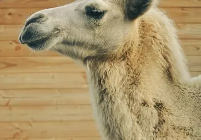 Majestic White Camel Profile: Desert Icon Against Wood