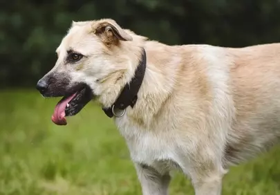 Loyal Labrador Retriever Enjoying Outdoor Summer Day