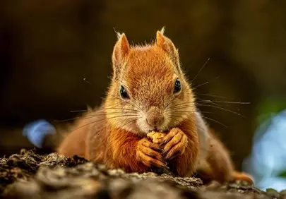 Charming Red Squirrel: A Cozy Woodland Snack