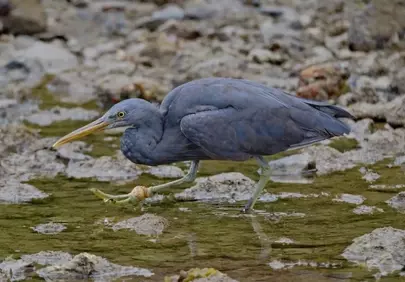 Graceful Heron Foraging in Serene Coastal Waters