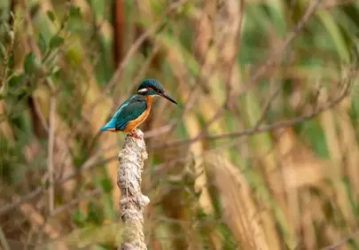 Vibrant Kingfisher Perched: A Glimpse of Nature's Beauty