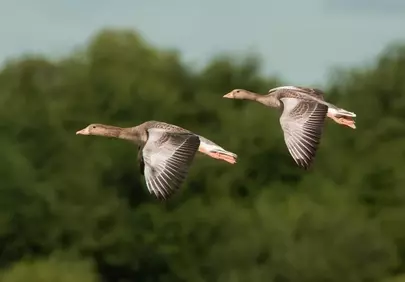 Graceful Geese in Flight: Nature's Aerial Ballet