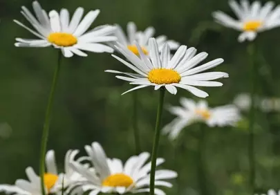 Stunning Daisy Field: White Wildflowers in Summer Bloom