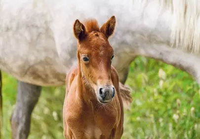 Adorable Foal Portrait: Young Horse in Meadow
