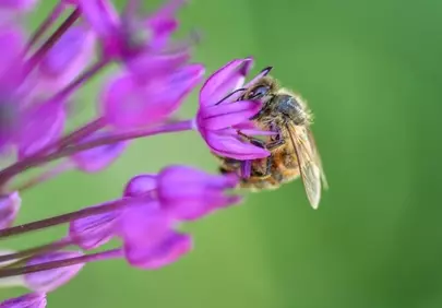 Vibrant Macro: Busy Bee Pollinating Purple Bloom