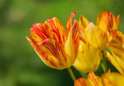 Vibrant Striped Tulips: A Symphony of Spring Colors