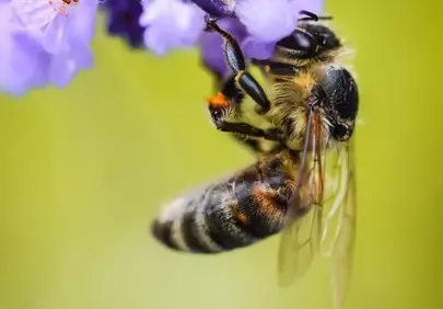 Vibrant Macro: Honeybee Foraging on Lavender in Spring