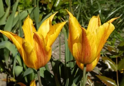 Vibrant Yellow Tulips: A Spring Garden's Warm Embrace