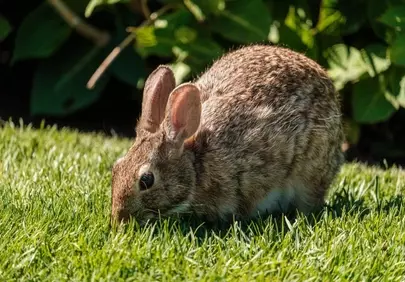 Charming Wild Rabbit Foraging in Lush Greenery