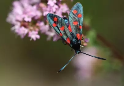 Vibrant Burnet Moth: A Macro Masterpiece on Purple Blooms