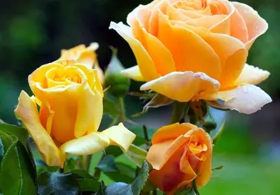 Dazzling Yellow Roses: Garden's Sunny Blooming Beauty