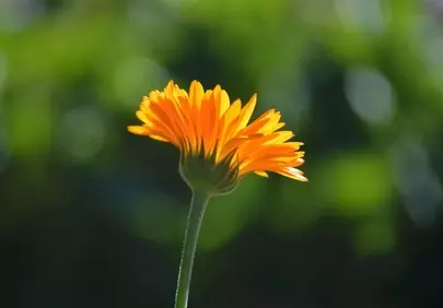Vibrant Orange Marigold: Sun-Kissed Garden Beauty