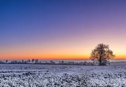 Breathtaking Winter Dawn: Frosty Field & Golden Sunrise