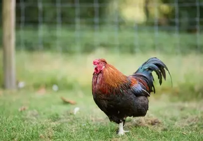 Vibrant Rooster Struts: Colorful Farm Bird in Nature