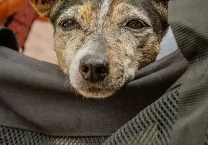 Charming Older Dog Peeks from Cozy Carrier