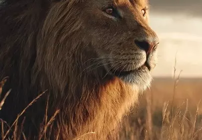 Majestic Lion King Bathed in Golden Savannah Sunset