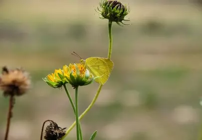 Vibrant Yellow Butterfly: Spring Pollination Macro Magic