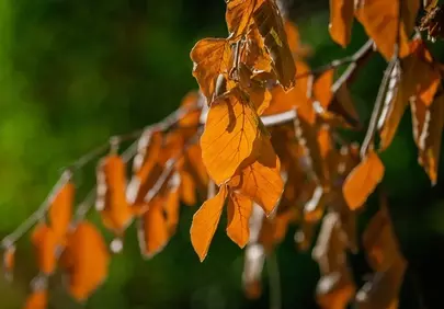 Vibrant Autumn Hues: Close-up of Golden Foliage