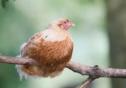 Charming Hen Perched Peacefully on a Branch in Nature's Embrace