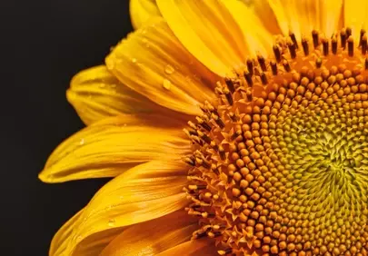 Vibrant Sunflower Close-Up: A Burst of Golden Radiance