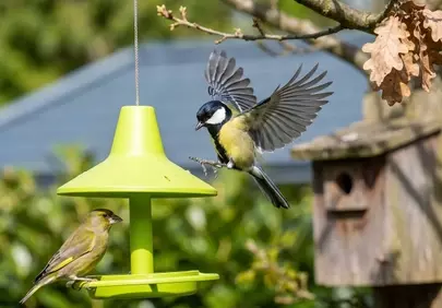 Dynamic Duo: Great Tit's Energetic Arrival at the Feeder