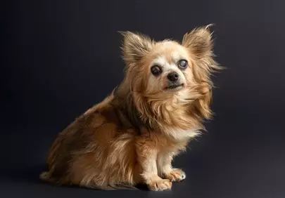 Charming Senior Chihuahua: Loyal Companion Portrait