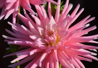 Stunning Pink Dahlia: A Garden's Summer Delight