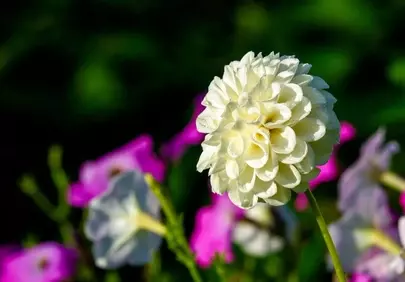 Stunning White Dahlia: A Summer Garden's Delicate Beauty