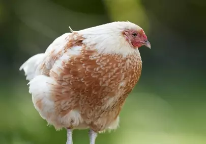 Charming Hen on Wooden Table: A Rustic Farm Scene