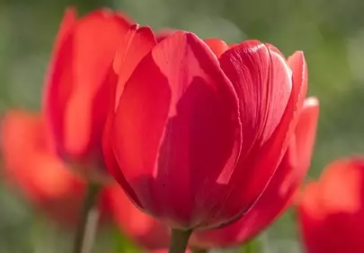 Vibrant Red Tulips: Spring's Radiant Floral Embrace