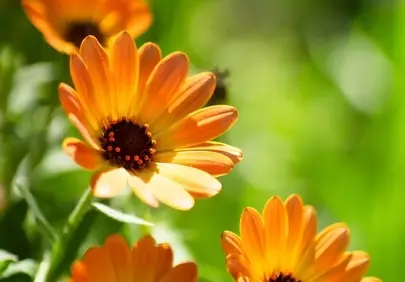 Vibrant Orange Blossoms in Sun-Kissed Garden