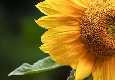 Radiant Sunflower Macro: Vibrant Yellow Petals in Detail
