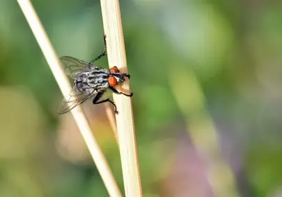 Intricate Macro: Sharp Fly on Stalks