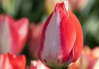 Vibrant Red and White Tulip Unfurling in Spring Sunlight