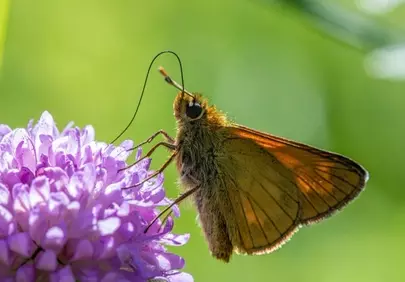 Vibrant Macro: Skipper Butterfly on Purple Flower