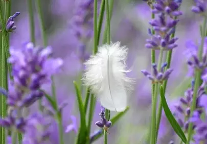 Delicate Lavender Field with a Weightless Feather