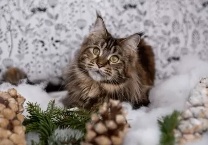 Enchanting Maine Coon: Winter Kitty Portrait