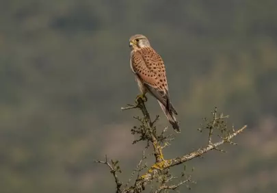 Majestic Kestrel Perched: Winter Wildlife in High Resolution