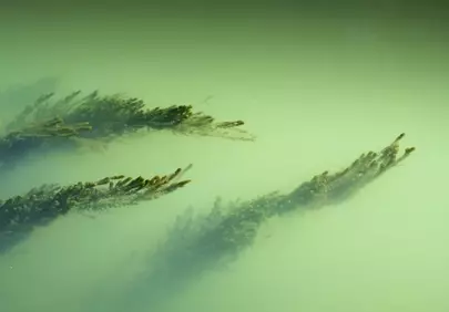 Ethereal Depths: Underwater Plants in Murky Green Waters