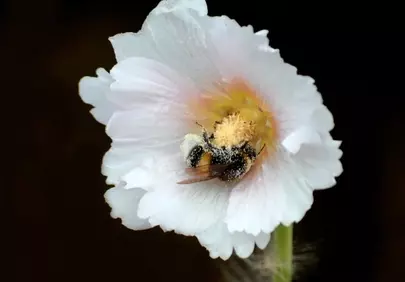Macro Magic: Bee Foraging on Delicate White Hollyhock