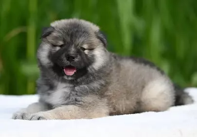 Adorably Fluffy Eurasier Puppy Relaxing Outdoors