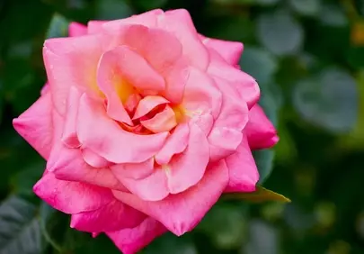 Vibrant Pink Rose: A Close-Up of Nature's Romantic Beauty